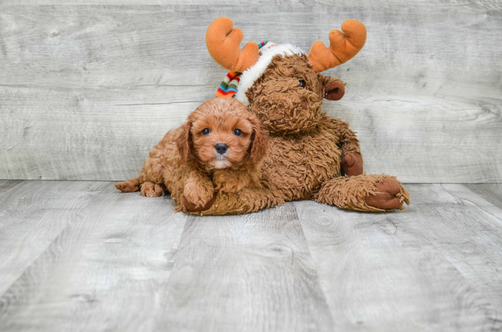 Best Cavapoo Baby