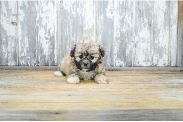 Teddy Bear Puppy for Adoption