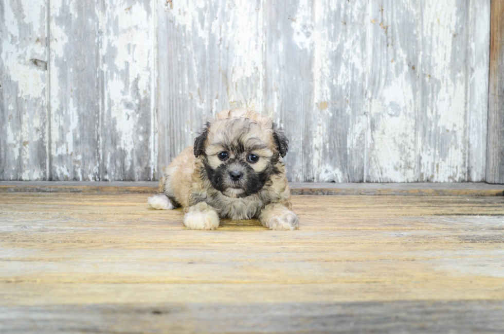 Teddy Bear Puppy for Adoption