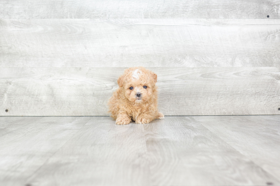 Maltipoo Pup Being Cute