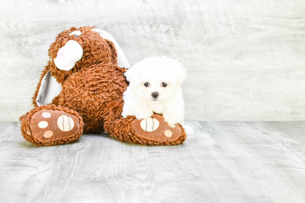 Hypoallergenic Maltese Baby