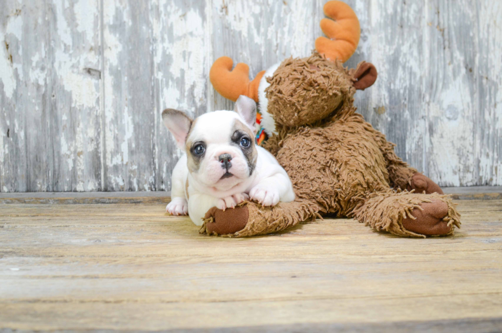 French Bulldog Puppy for Adoption