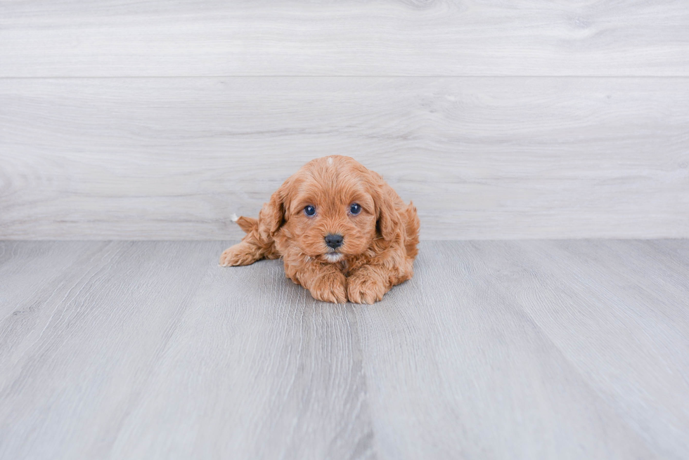 Happy Cavapoo Baby