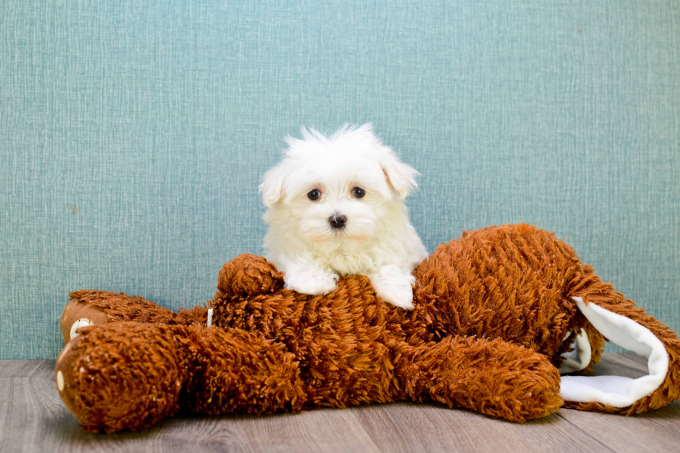 Hypoallergenic Maltese Purebred Pup