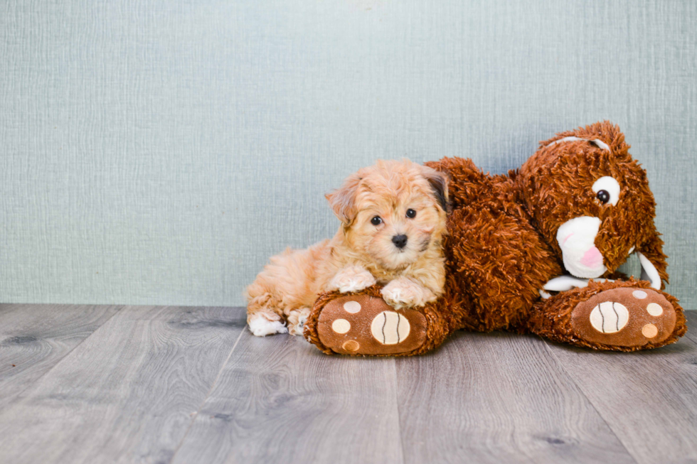 Mini Aussiedoodle Puppy for Adoption