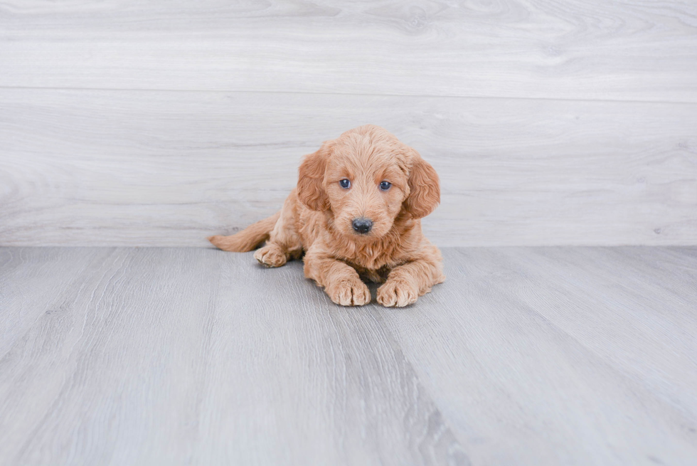 Mini Goldendoodle Pup Being Cute