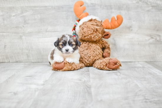 Teddy Bear Pup Being Cute