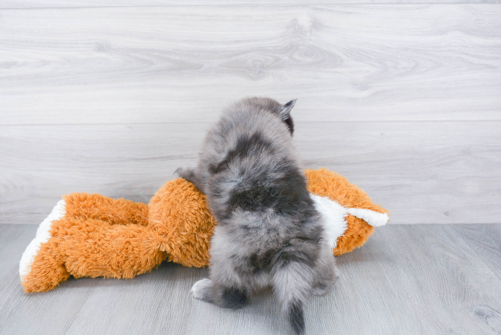 Sweet Pomsky Baby