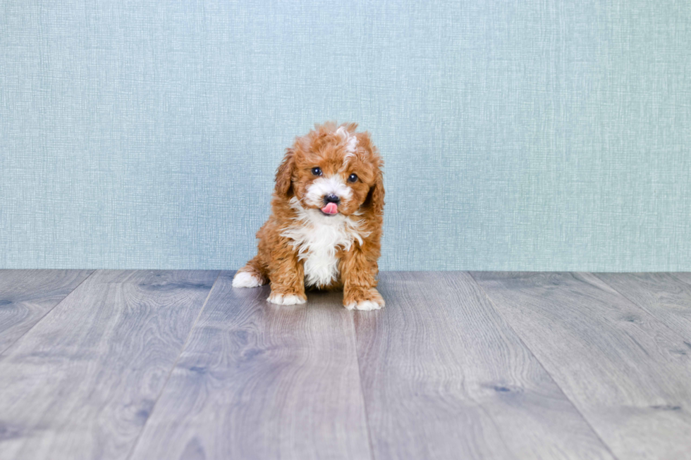 Best Cavapoo Baby