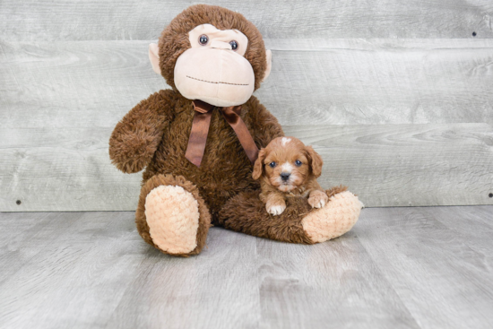 Cavapoo Pup Being Cute