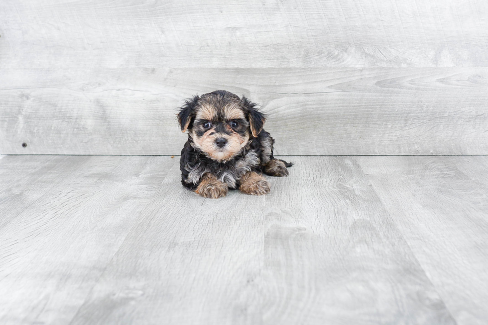 Cute Morkie Baby