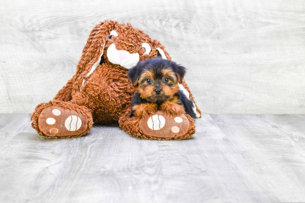 Meet Bronze - our Yorkshire Terrier Puppy Photo 