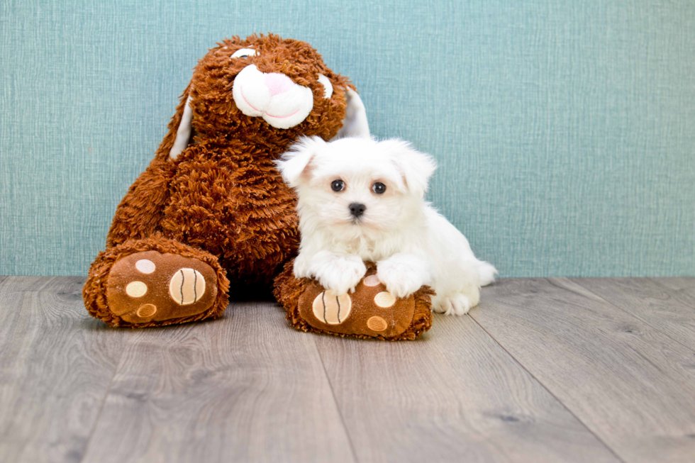 Funny Maltese Baby