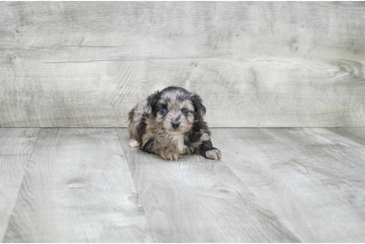 Small Mini Aussiedoodle Baby