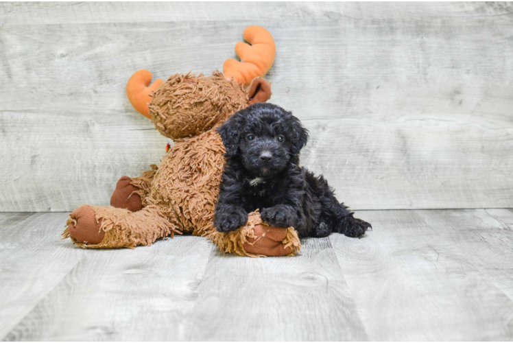 Best Mini Bernedoodle Baby