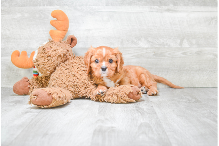 Cavalier King Charles Spaniel Puppy for Adoption