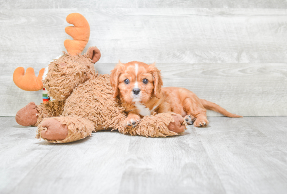 Cavalier King Charles Spaniel Puppy for Adoption