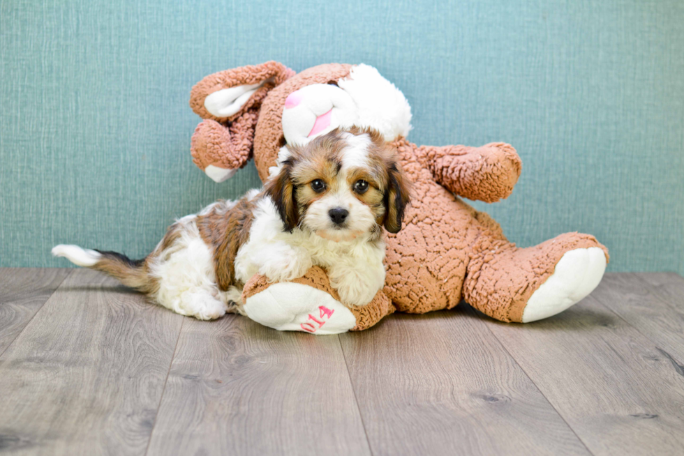 Smart Cavachon Designer Pup