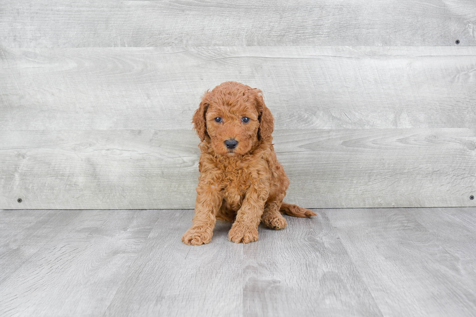 Mini Goldendoodle Pup Being Cute