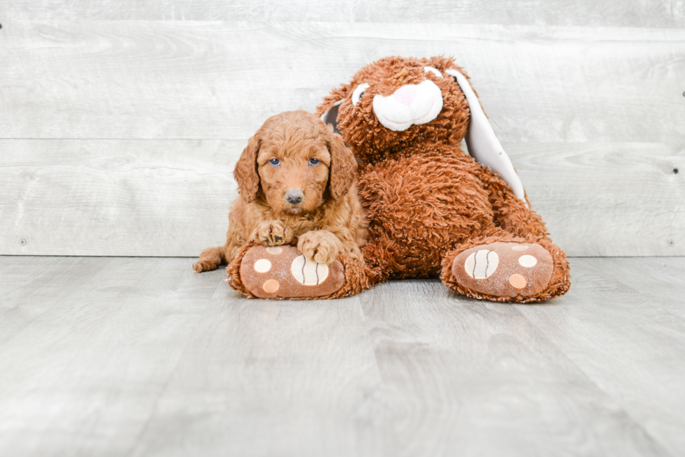 Mini Goldendoodle Puppy for Adoption