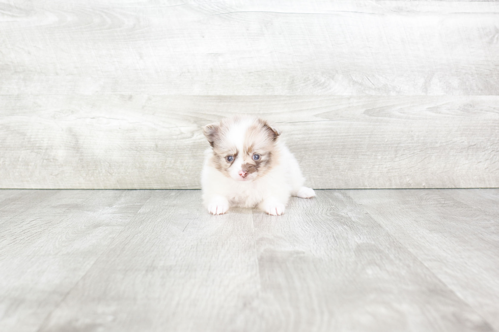 Cute Pomeranian Purebred Puppy