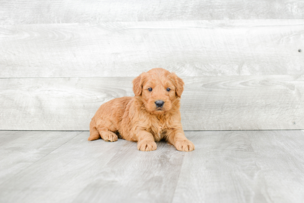 Popular Mini Goldendoodle Poodle Mix Pup