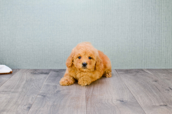 Funny Mini Goldendoodle Poodle Mix Pup