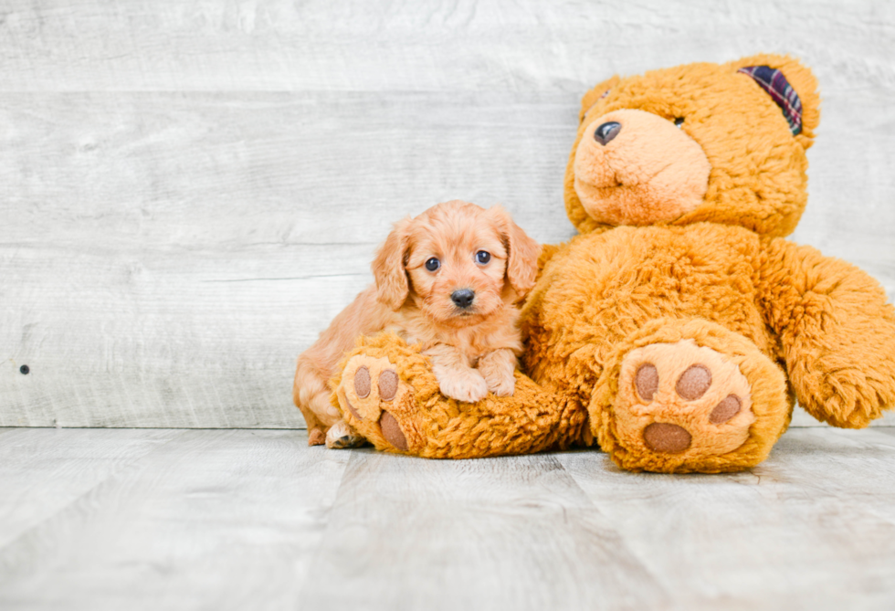 Best Cavapoo Baby