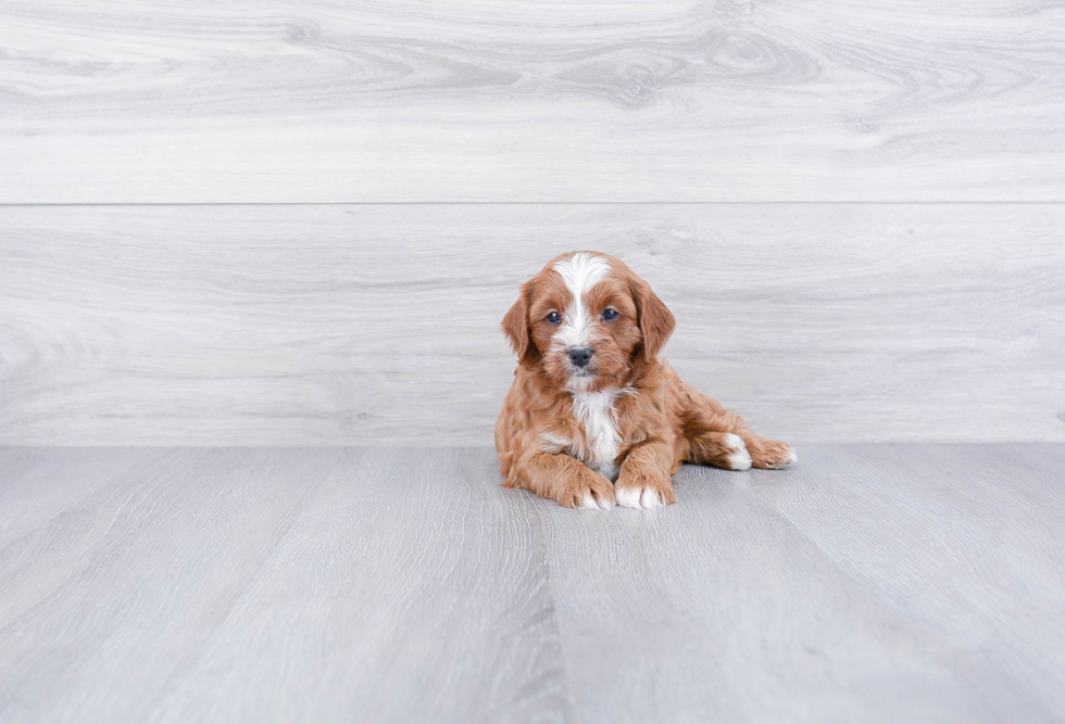 Cavapoo Pup Being Cute