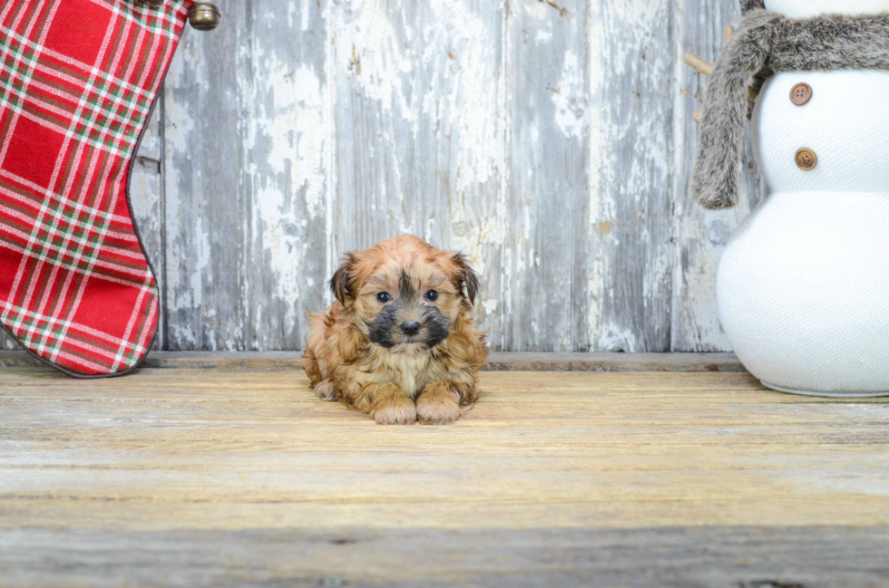 Morkie Pup Being Cute