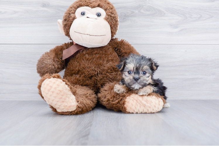 Best Morkie Baby