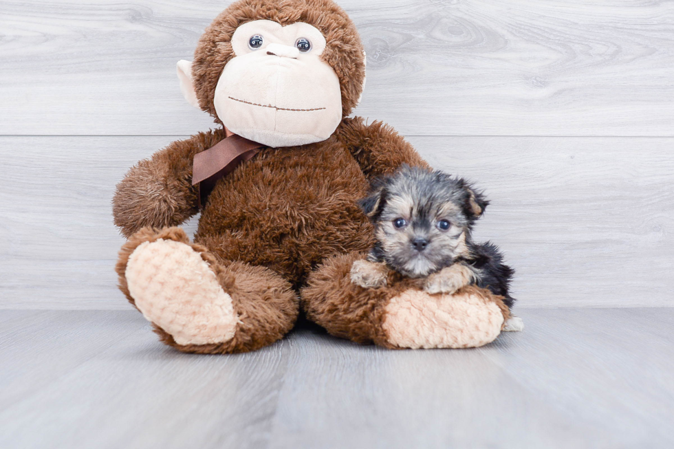 Best Morkie Baby