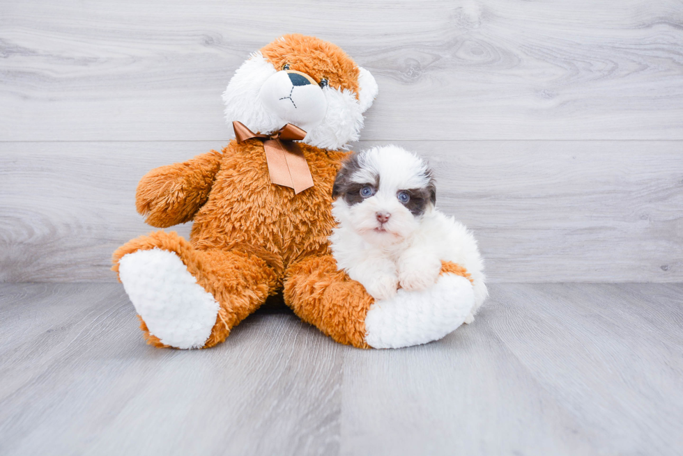 Hypoallergenic Havanese Purebred Pup