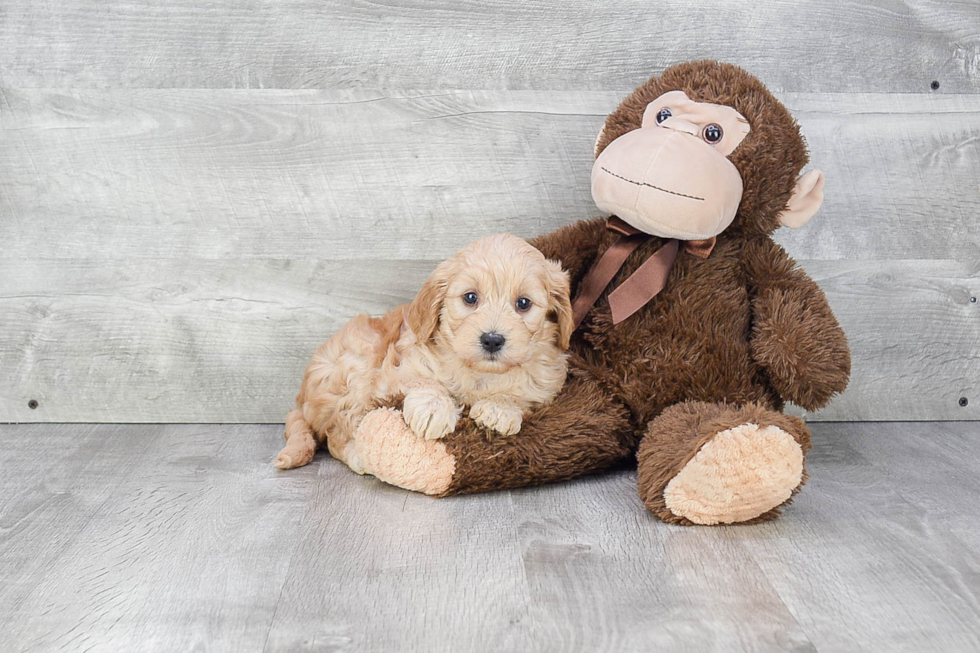 Fluffy Mini Goldendoodle Poodle Mix Pup