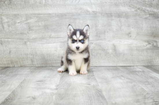 Pomsky Puppy for Adoption