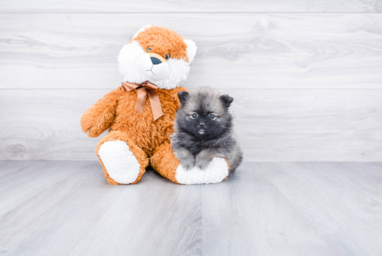 Playful Pomeranian Purebred Pup