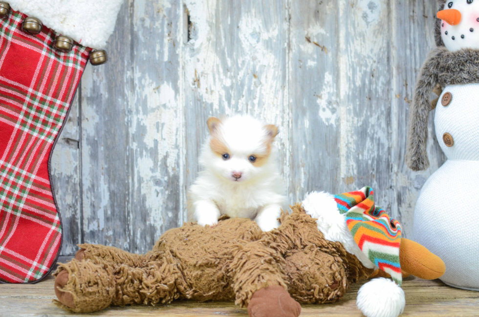 Happy Pomeranian Purebred Puppy