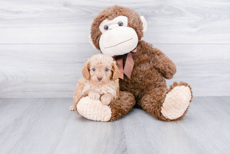 Petite Cavapoo Poodle Mix Pup