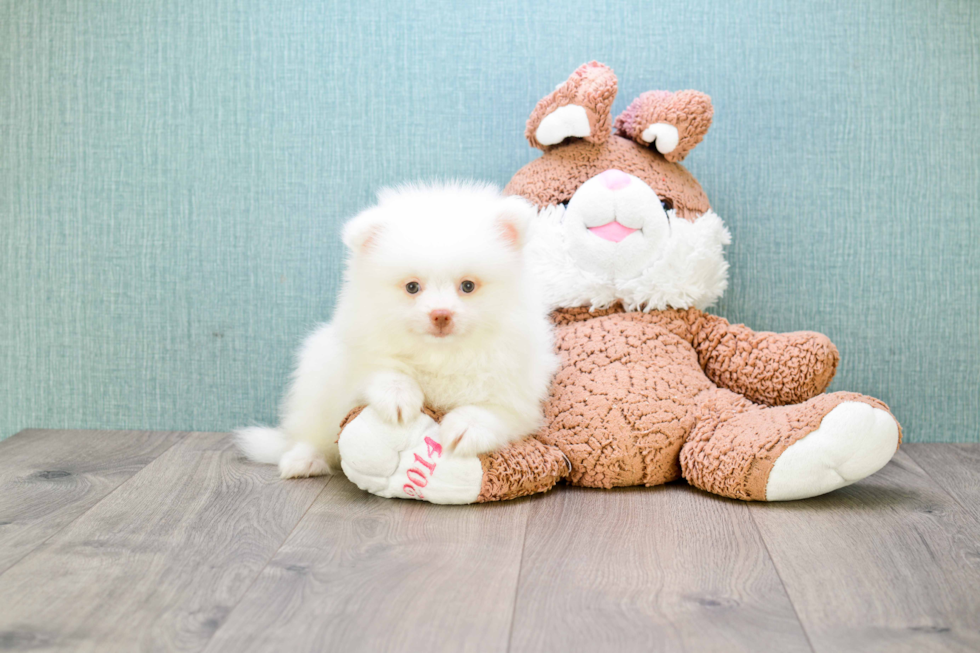 Best Pomeranian Baby