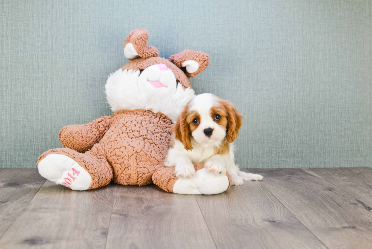 Friendly Cavalier King Charles Spaniel Baby