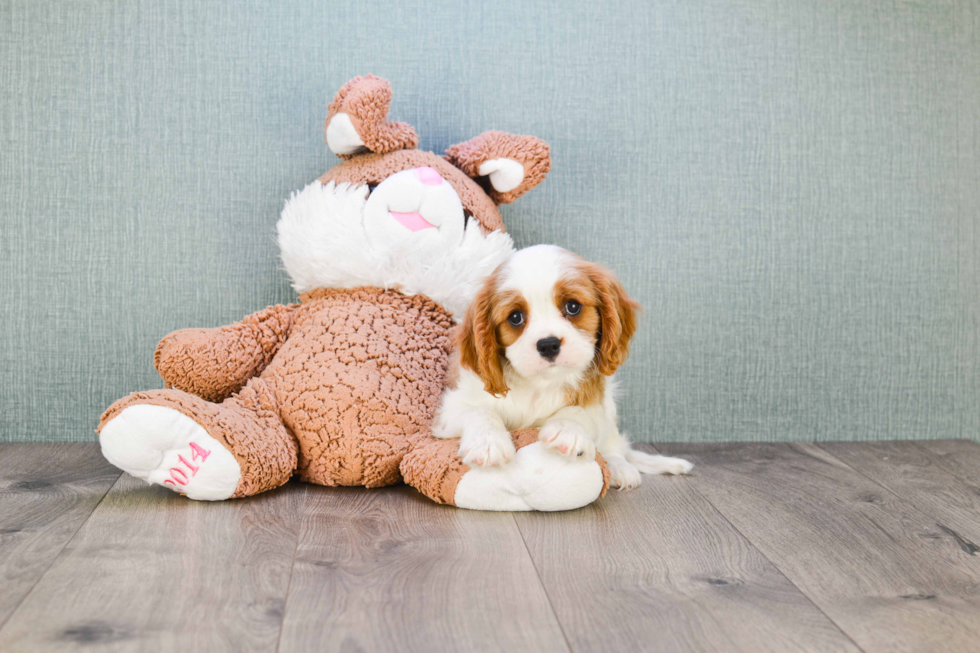 Friendly Cavalier King Charles Spaniel Baby