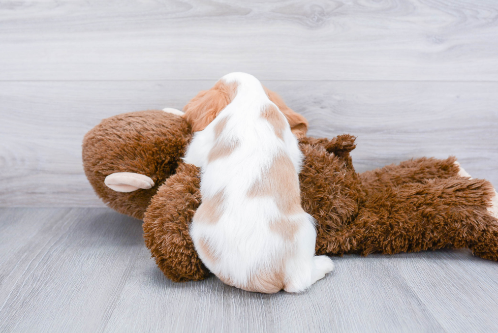 Sweet Cavalier King Charles Spaniel Purebred Puppy