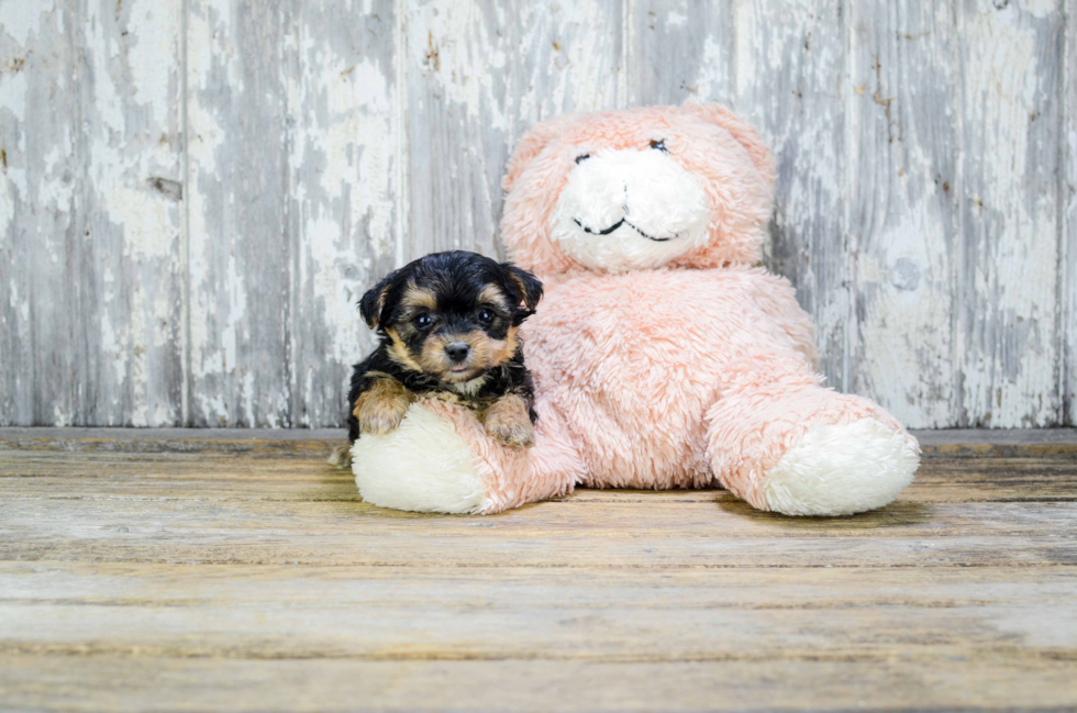 Yorkie Poo Puppy for Adoption