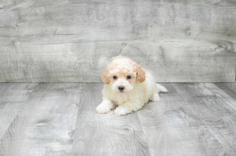 Smart Maltipoo Poodle Mix Pup