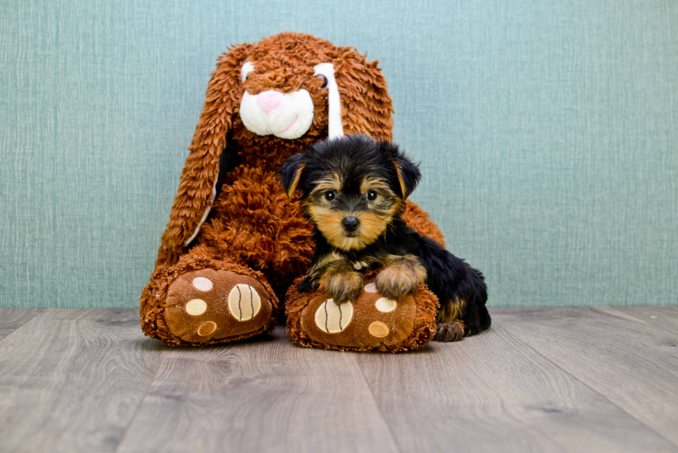 Meet Penelope - our Yorkshire Terrier Puppy Photo 