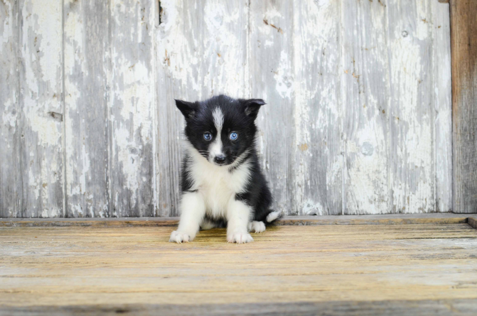 Best Pomsky Baby