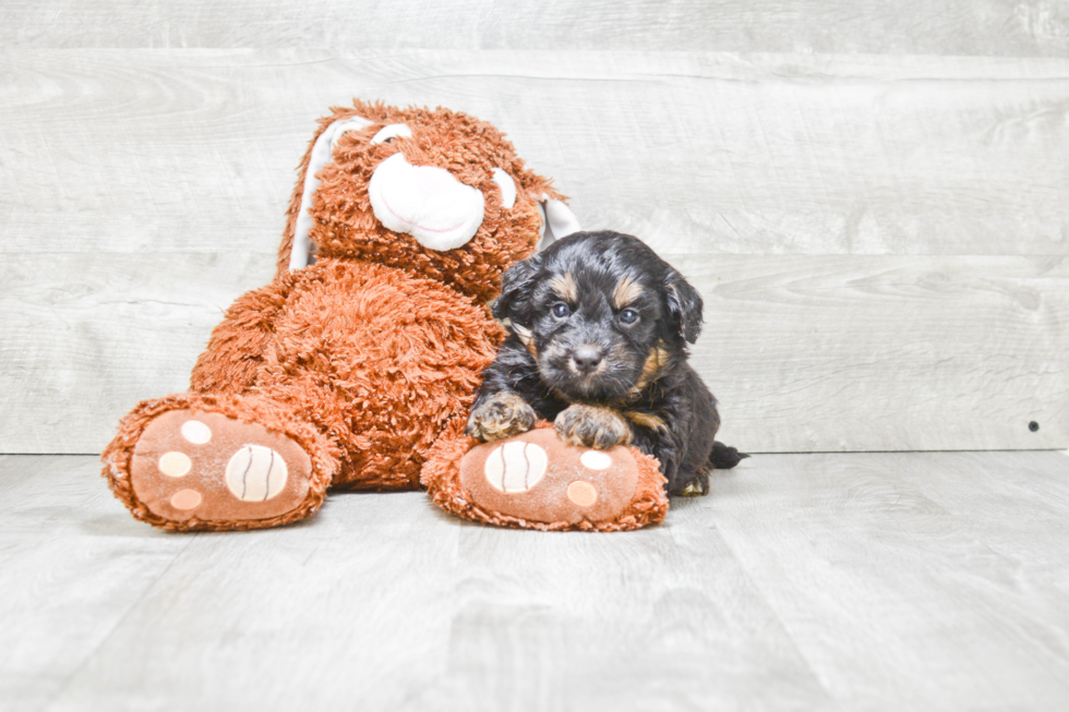 Mini Bernedoodle Pup Being Cute