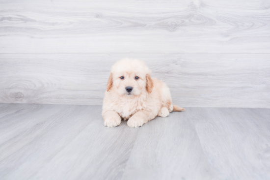 Mini Goldendoodle Puppy for Adoption