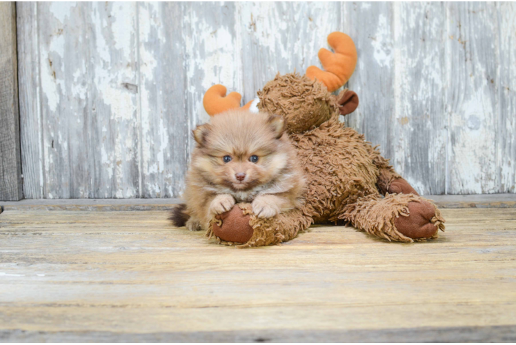 Pomeranian Pup Being Cute