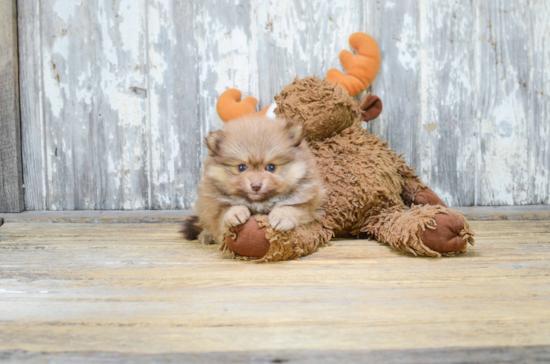 Pomeranian Pup Being Cute